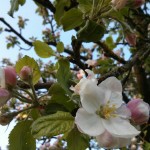 Boskoop Apfel-Blüte