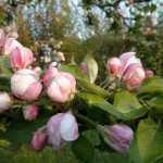 Boskoop Apfel-Blüte